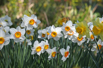 White and orange Narcissus ‘Flower Record’ large cupped daffodil in bloom.