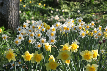 Fototapeta premium White and orange Narcissus ‘Flower Record’ large cupped daffodil in bloom.