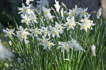 Fototapeta premium White and cream Narcissus ‘Toto’ daffodils in flower.