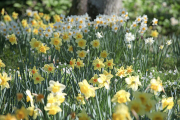 A glade of daffodils in flower.