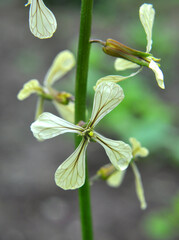 Arugula (Eruca sativa) blooms in the garden