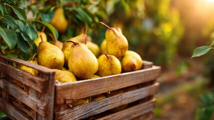 Harvest of ripe pears in wooden crate on a sunny day conveys abundance. Perfect for Thanksgiving's card, banner, or an autumnal agricultural product presentation.