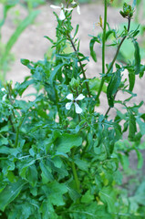 Arugula (Eruca sativa) growing in the garden