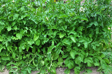 Arugula (Eruca sativa) growing in the garden