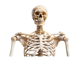 Full human skeleton model with visible skull, rib cage, and spine, isolated on Transparent Background, ideal for anatomy studies