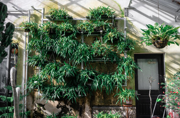 Vertical garden with lush green plants on rustic wall in sunlight outdoors