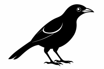 Obraz premium white bell bird silhouette black vector