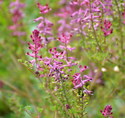 Fumaria officinalis blooms in nature