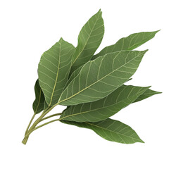 Fototapeta premium Fresh Green Bay Leaves Isolated on White Background for Cooking