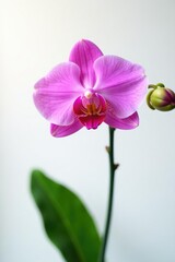 Single stem of orchid on white background with light effect, Bloom, Orchids, White Background