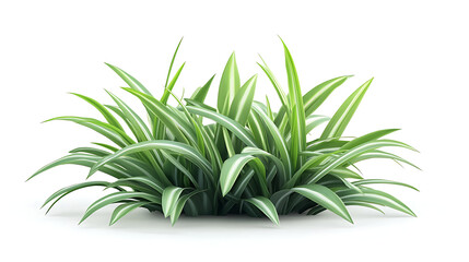 Fototapeta premium Lush green grass clump isolated on white