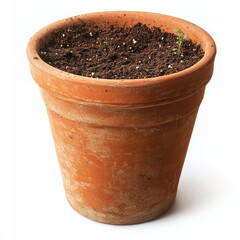 Small seedling in terracotta pot (1)
