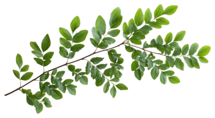 PNG Branch with green leaves leaf photography plant.