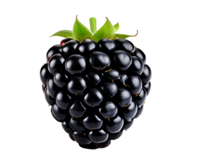 blackberry isolated on white background