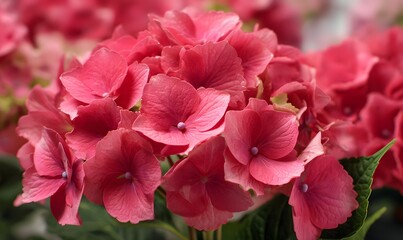 A close up view of a vibrant pink hydrangea flower in full bloom with soft lighting and green leaves