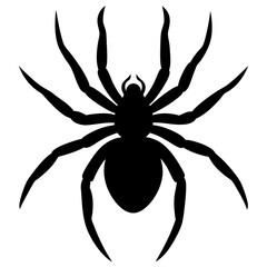 Spider silhouette isolated on white background