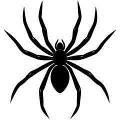 Spider silhouette isolated on white background