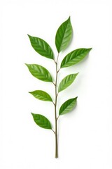 Fototapeta premium A single long branch with green leaves isolated on white background, small branch, single stem, nature
