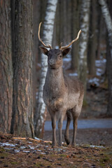 A Eurasian male deer stands on the forest floor and looks toward the camera lens on a cloudy spring...