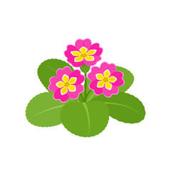 Primula vulgaris, or English primrose. Spring flower. Hand drawn vector botanical illustration