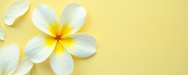 Naklejka premium The white and pale yellow petals of a flower are laid flat on a plain surface, yellow, flower