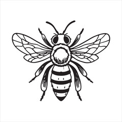 Honey Bee – Essential Insect for Ecosystem Balance