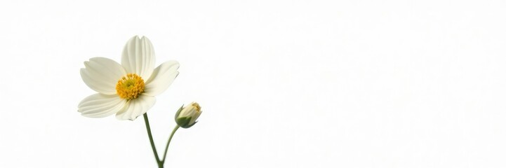 Single flower with stem isolated on white background, natural light, single