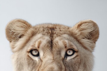 Fototapeta premium captivating gaze of wild animal against stark minimalistic background with ample copy space