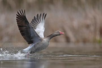 Gęgawa, gęś gęgawa, (Anser anser) greylag goose © Bartosz Rakoczy