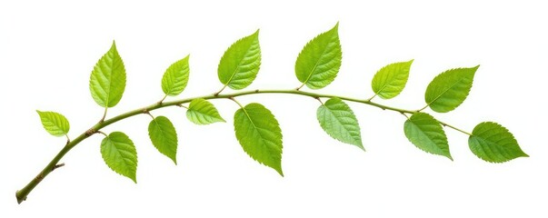 Obraz premium Curved branch with leaves in isolation on white, decorative, leaf, nature photography