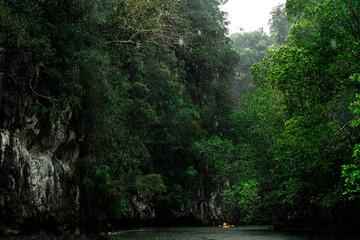 dense mangrove forest in asia with winding river and kayaking through the river