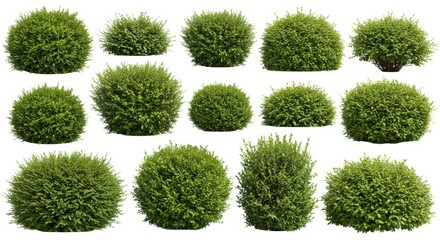 Lush Green Shrubbery Collection - A diverse collection of fifteen vibrant green shrubs, perfect for landscaping or design projects. Isolated on white background