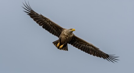 Fototapeta premium Majestic White-Tailed Eagle in Flight - A powerful white-tailed eagle soars gracefully through the sky, symbolizing freedom, strength, majesty, power, and wilderness