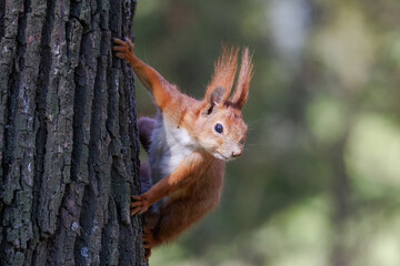 A red squirrel holds on a tree trunk, looking right towards the camera lens on a sunny spring day....