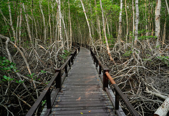 Obraz premium Wooden footbridge in nature mangrove forest for trail route. Walking bridge, a suspension bridge across jungle, path way at the PranBuri Forest Park,Prachuap Khiri Khan, Thailand.