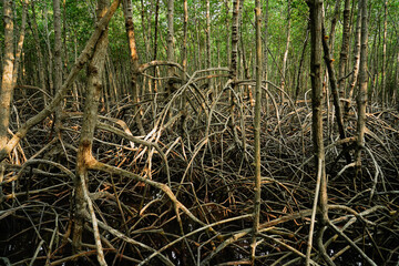 The branching of mangrove roots and the complete coastal ecosystem, Mangrove ecosystem at the...