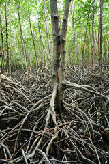 The branching of mangrove roots and the complete coastal ecosystem, Mangrove ecosystem at the PranBuri Forest Park,Prachuap Khiri Khan, Thailand. Vertical.