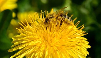 Mit Pollen bestäubte Biene auf einer Löwenzahnblüte