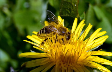 Mit Pollen bestäubte Biene auf einer Löwenzahnblüte