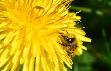 Mit Pollen bestäubte Biene auf einer Löwenzahnblüte