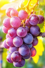 Close up of ripe grapes hanging on the vine in a vineyard with sunlit leaves and a vibrant background, capturing the essence of autumn harvest