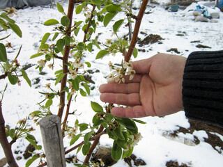 Young tree flowers were covered with snow during an unexpected spring frost in the garden