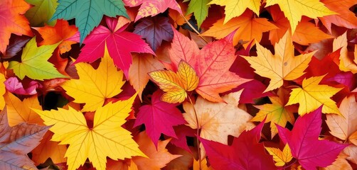 Close-up of a diverse collection of autumn leaves, woodland, gold