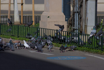 Embrace a quirky urban oasis where a flock of pigeons gathers in a charming park. Rustic rails on...