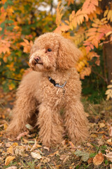Light brown miniature poodle puppy in grass in autumn. Cute dog and good friend. Free space for copying text. vertical.