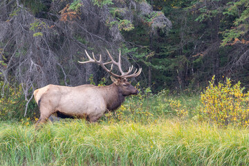 Large Bull Elk with antlers in long grass in Autum beside the forest in Banff National Park