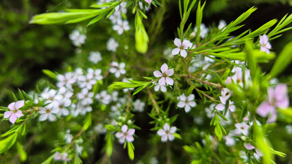 Close-up of tiny star-shaped pink flowers surrounded by vibrant green foliage. A fresh, vibrant capture ideal for botanical, natural wellness, or floral-themed creative projects.