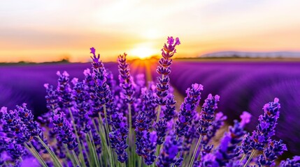 Obraz premium A field of purple lavender flowers during a sunset