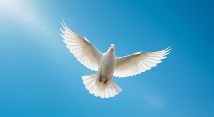 Obraz premium White Dove in Flight - A white dove soars gracefully against a clear blue sky, symbolizing peace and hope. The sun shines brightly in the background