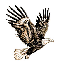 Fototapeta premium the hawk image